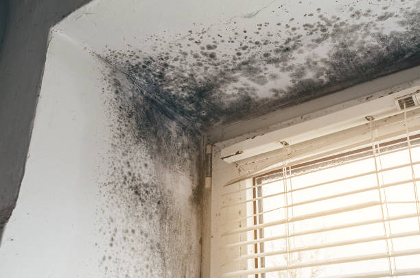 Affordable Mold Removal solutions in Bound Brook, NJ
